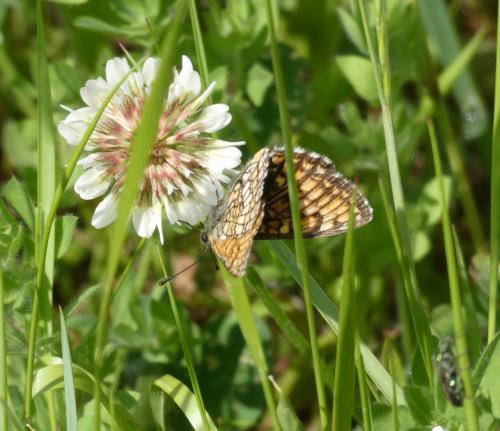Melitaea parthenoides